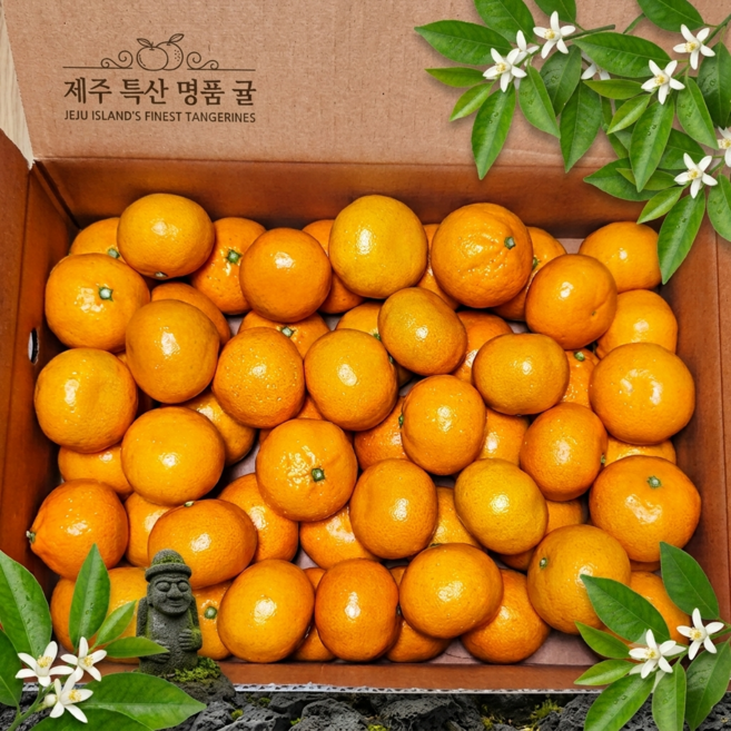 초특가 제주 초고당도 제주 감귤, 1박스, 극조생 노지감귤(4.5kg/대과)