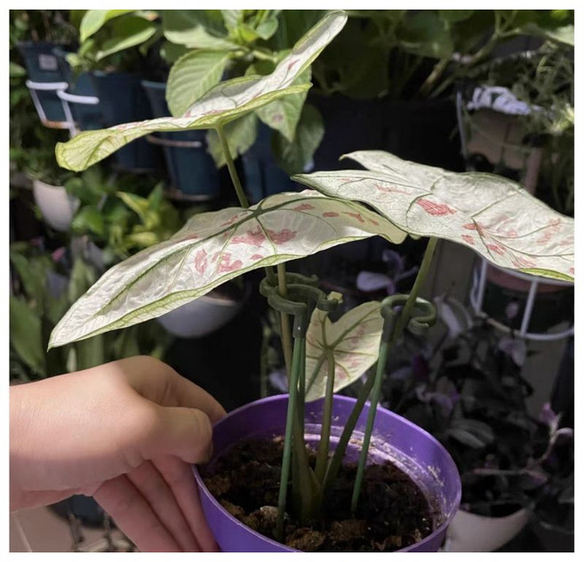 熊貓購物 植物支架 園藝支撐桿, 48公分, 1個
