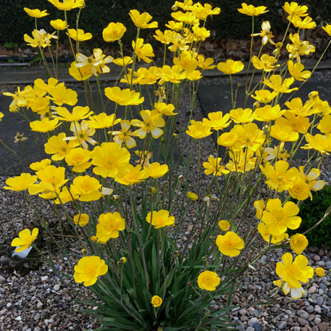 칼잎금매화 [3포트] (복남이네야생화 Ranunculus gramineus 그래스리프 버터컵 잎새라넌큘러스), 3개