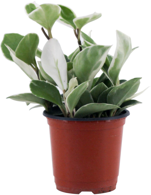 감동샵 호야, 1개