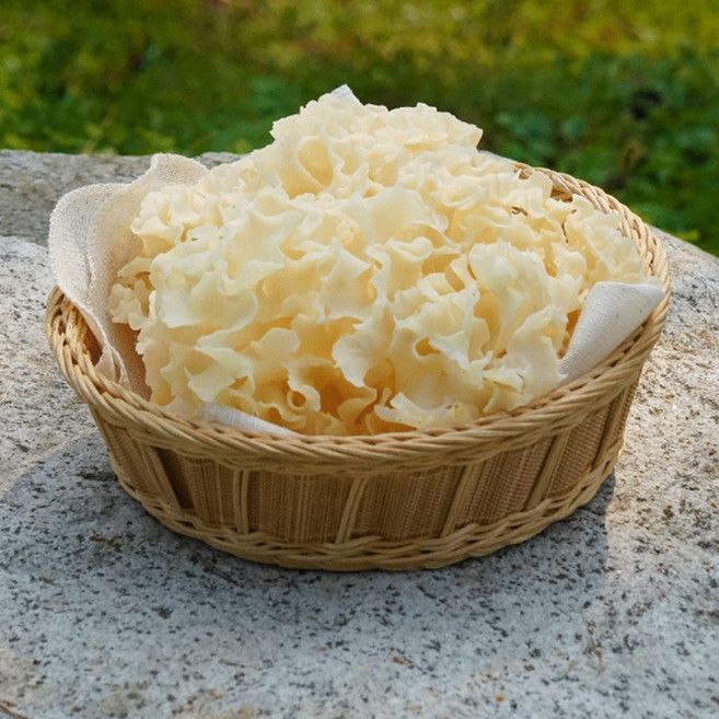 먹는수액 무농약 국산 천생 꽃송이 버섯 고단백 영양보충, 1개, 500g