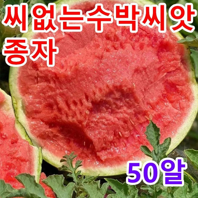 분재 수박 종자 씨없는수박씨앗95% 발아, 50개
