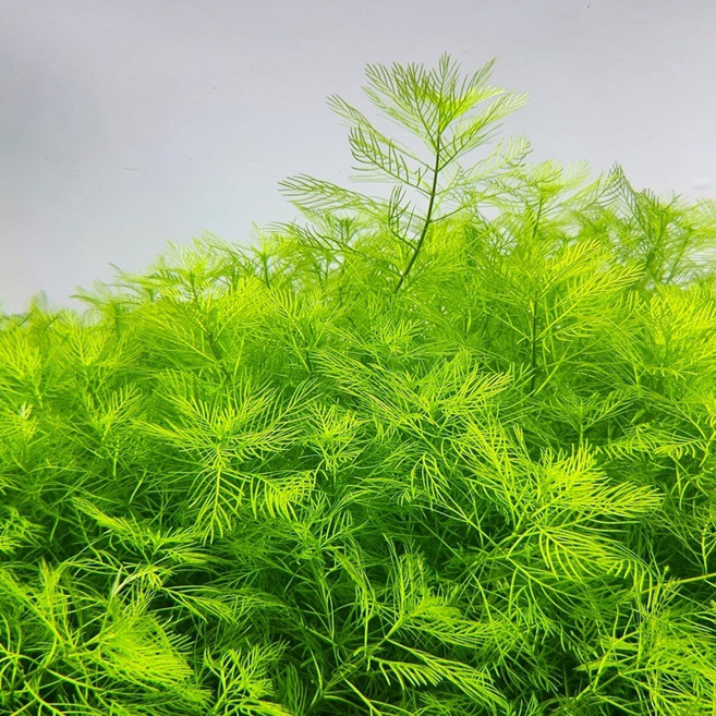 밀리오필름 마토구로센세 10촉