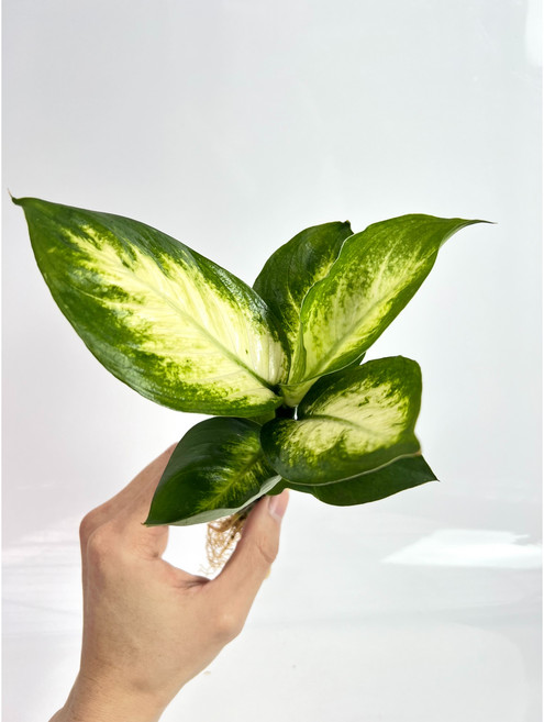 키우기 쉬운 수경재배식물 수경재배 개운죽 부레옥잠 마리모 수경식물 화분 영양제, 마리안느, 1개