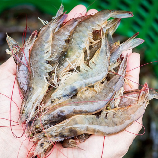 팔딱팔딱 싱싱한 활새우1kg (40미내외) 제철새우 캠핑구이