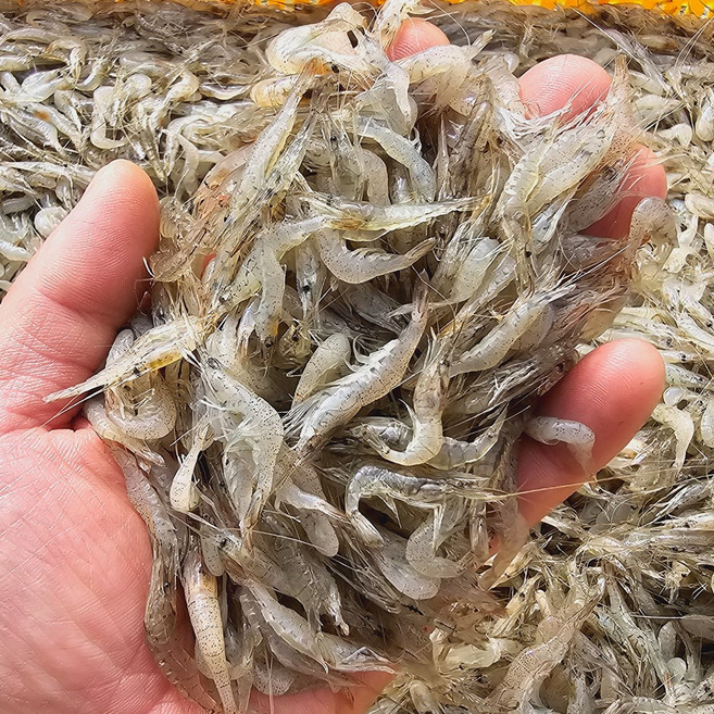 자연나라 국내 자연산 민물새우 1kg ( 500g x 2팩 ) 새우 새뱅이 토하 보리새우, 1개, (500gx2팩)