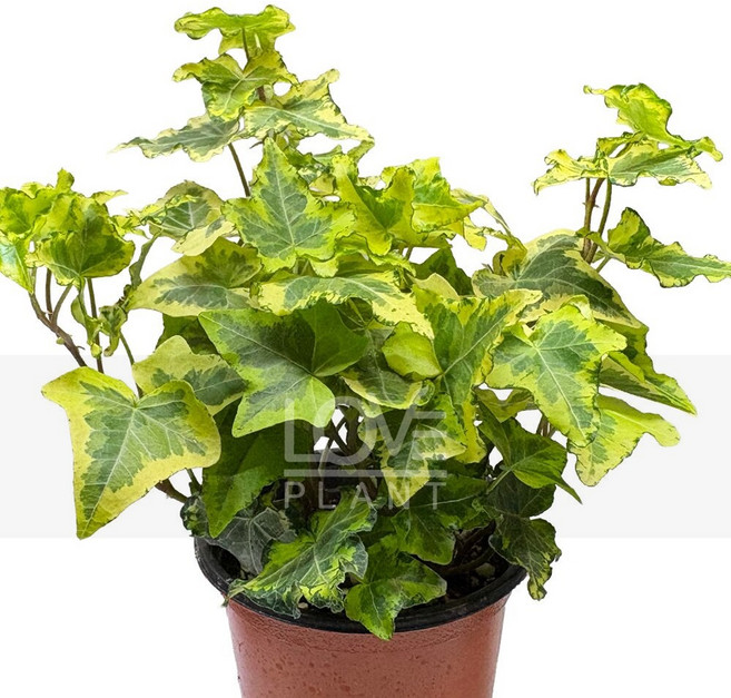 꽃사랑식물나라 골든링아이비 헤데라헬릭스 무늬종아이비 골든칼라 원예식물 관엽 소품