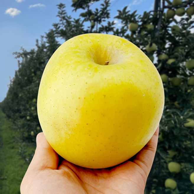 경북 시나노골드 사과 가정용 쥬스용 선물용 아삭하고 달콤한 황금사과, 1박스, 쥬스용(혼합크기 흠집과) 10kg