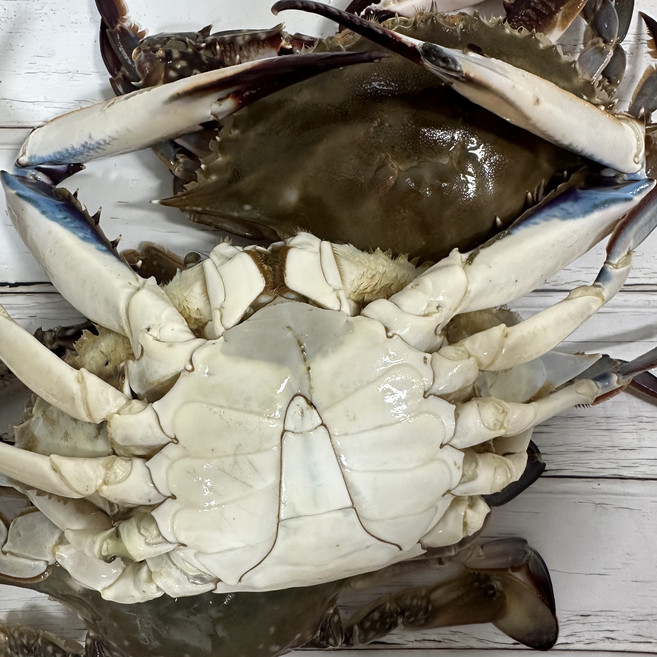 당일조업 국내산 활 숫꽃게 빙장 생물 꽃게, 1세트, 3kg 특대 (6-8미)