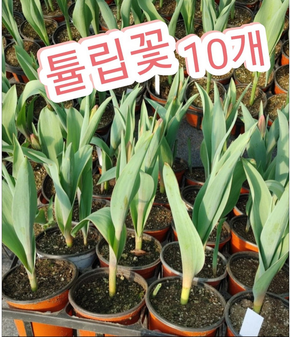 튤립꽃 10개묶음/고결하고 우아한꽃 튤립으로 새봄맞이 강추, 10개
