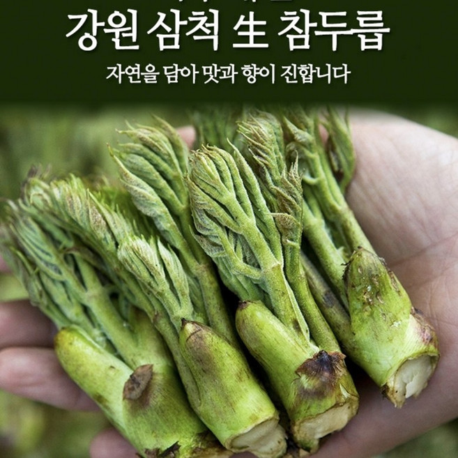 강원도 삼척 참두릅 제철 향긋한 봄나물 참두릅, 1개
