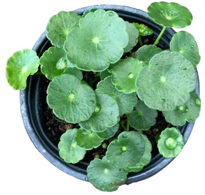 그린플랜트 공기정화식물 워터코인 1+1