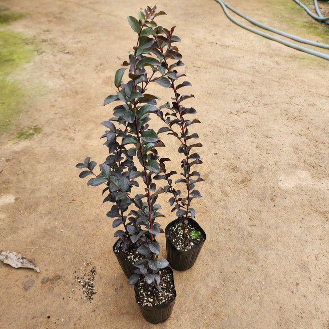 배롱나무 묘목 자엽배롱나무 4치장포트(적색꽃) 백일홍나무 나무언니, 1개