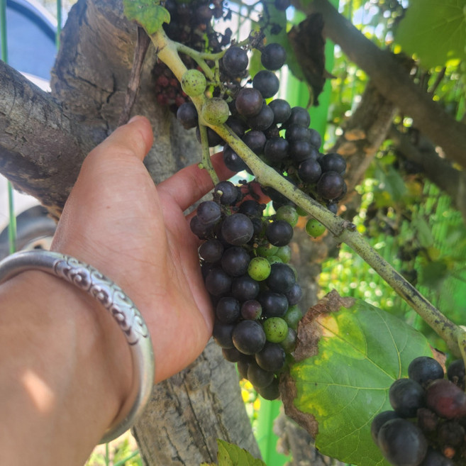 목하원예조경 머루 포도나무 개량왕머루 화분 결실주 묘목 정원과일나무 노지월동 유실수