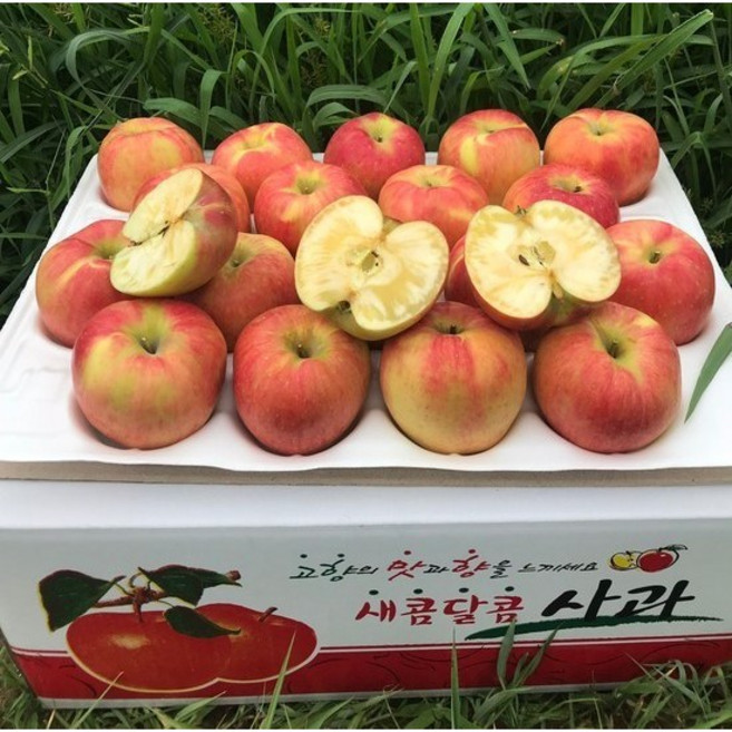 시골청년농부 직접발송 꿀사과 홍로 한입 사과, 1박스, 3kg 가정용(15~20과)