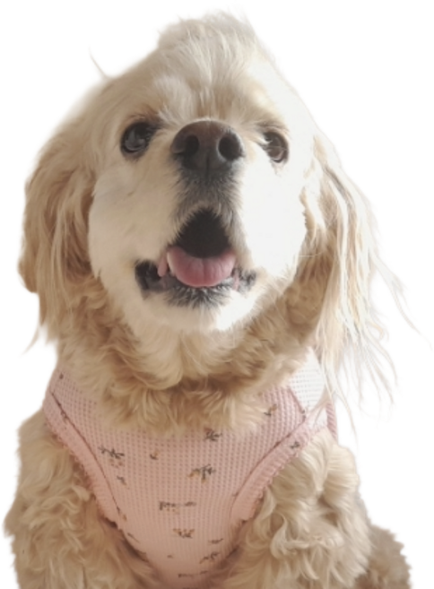 강아지 러블리 봄꽃 면 원피스, 1개, 핑크