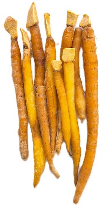 신선한 태국 생 까차이 생강 핑거루트 fingerroot 50g, 1개