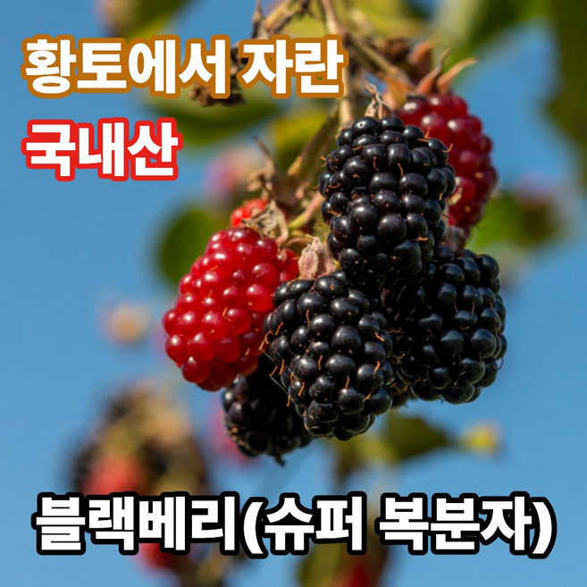 더맛곳간 국산 슈퍼 복분자 열매 냉동 블랙베리 생과급냉 국내산, 1개, 5kg 상품