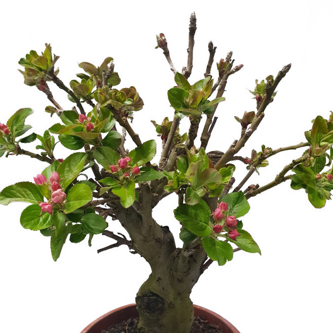 트리앤 해송 분재 소재 애기사과 소나무분재 원동식물 유실수 분재, 02. 애기사과 1개, 1개