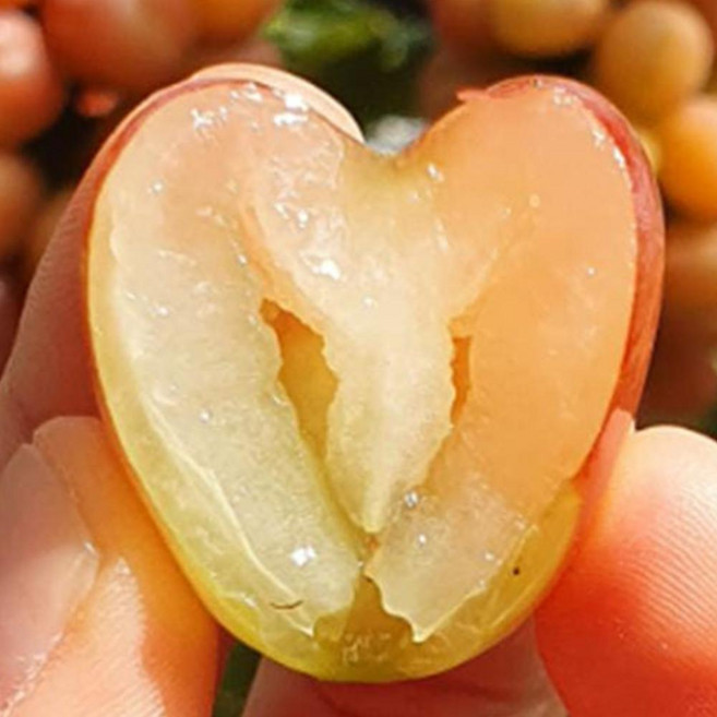 프로포즈용 하트모양 마이하트포도 1kg 2수