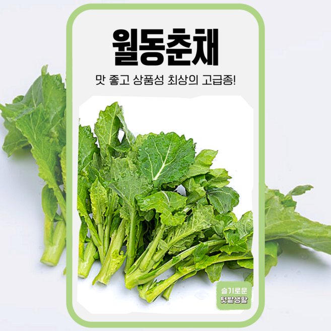 월동춘채 씨앗 6000립 KS종묘 종자 모종 씨 작물 채소 생식용 고급종 순무유채 유채나물, 1개