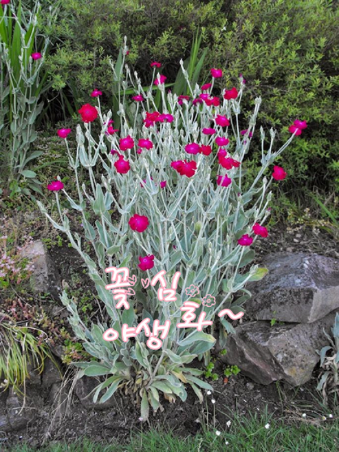 우단동자 핑크 노지월동다년초 여름개화 규격10cm화분묘 꽃심야생화, 3개