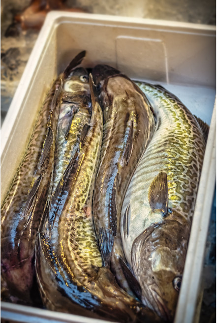 수라한상 동해안 생대구 생선 대구, 1개, 10kg(1-5미)