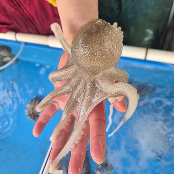 [재구매율1위] 산지입고 신선선별 쫄깃식감 알쭈꾸미, 1개, 1kg