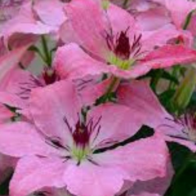 목하원예조경 클레마티스 사라엘리자베스 핑크 리블루밍 포트 묘목 노지월동 정원조경식물 꽃나무 모종, 단일, 1개