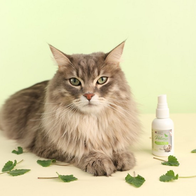 고양이 캣닢 스프레이 50ml, 1개