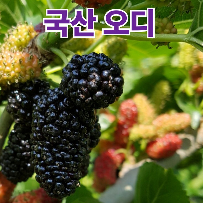[단하루특가] 토종 햇 오디 농장직송, 1박스, 2kg_국산 오디