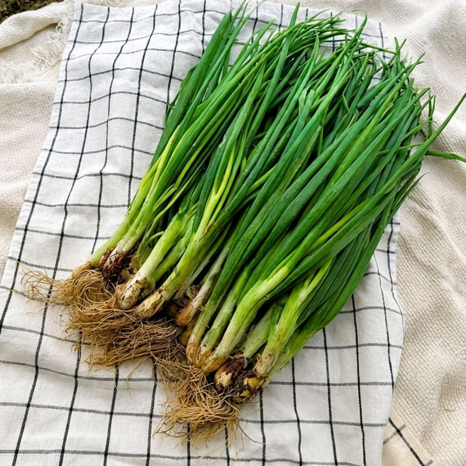 [당일수확 당일발송] 포천 산지직송 흙쪽파 1kg, 1개