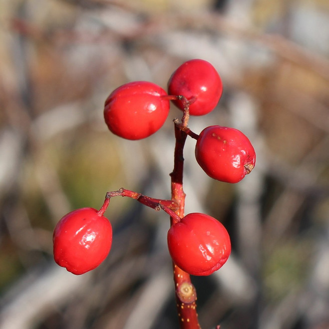 [충북농원] 마가목 묘목 - 실생묘포트묘, H0.2/포트