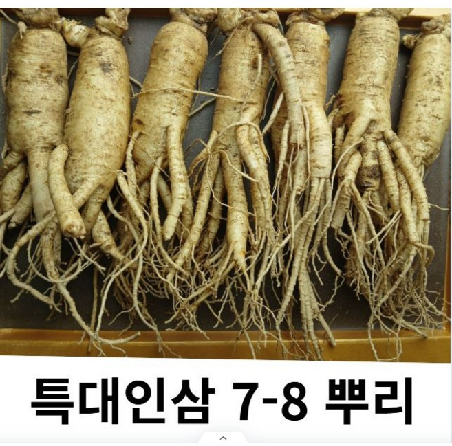 인삼 6년근 금산인삼 수삼 특대 1kg 8-10뿌리, 1개