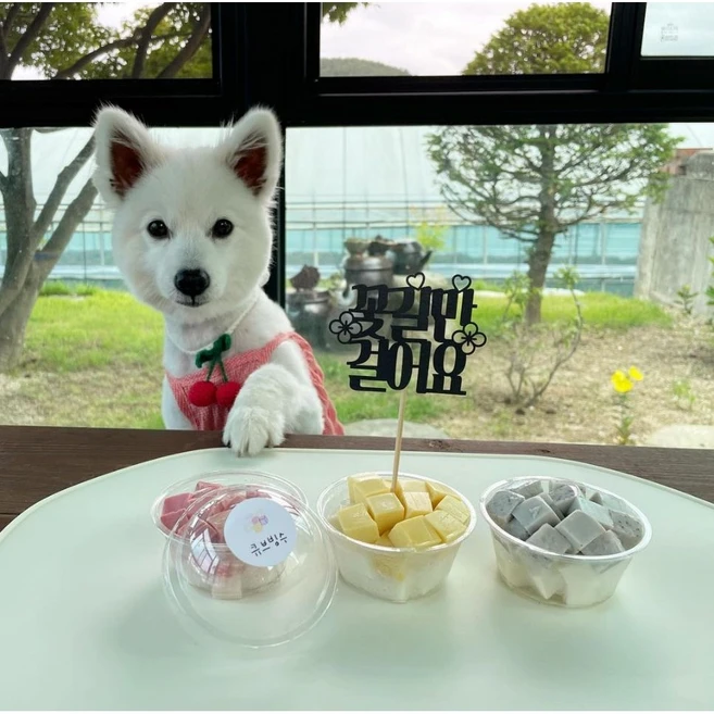 담무 강아지큐브빙수 강아지아이스크림 고양이아이스크림, 3개, 100g - 쿠팡