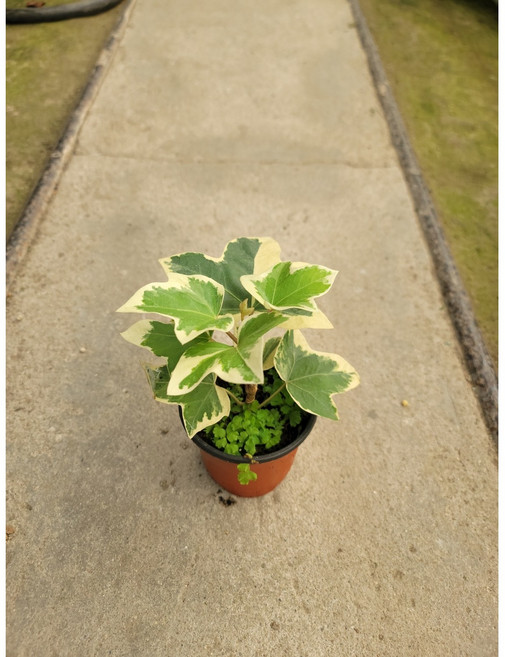 봄봄 펫츠헤데라 아케미네 아이비 화이트, 1개