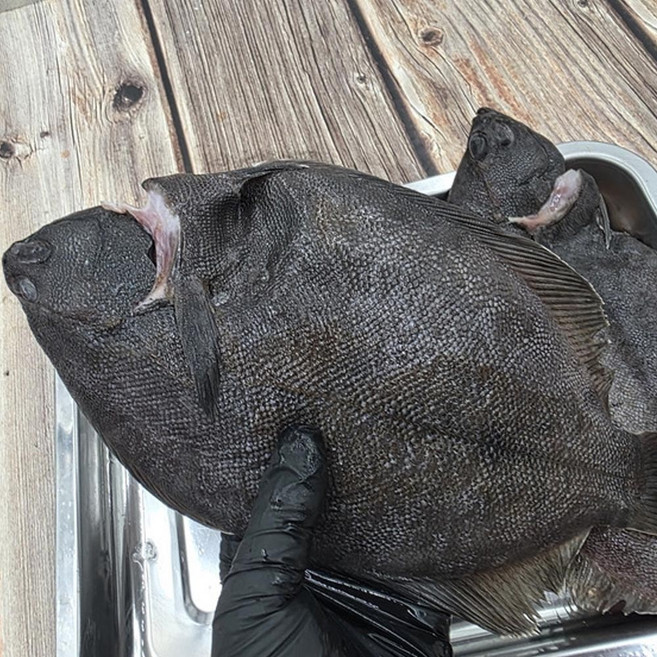 남해안 손질 봄도다리 800g 2-4미내외 자연산도다리 냉동도다리, 1세트, 통통 손질 도다리 800g 2-4미내외