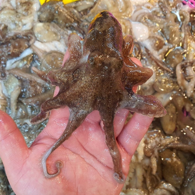 [서해] 쭈꾸미 생물 주꾸미 알쭈꾸미, 1개, 1kg