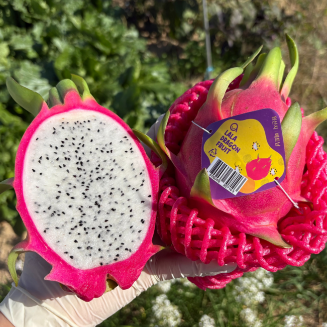 베트남산 용과 5과 달콤한 열대과일 신선과일, 1개, 2.5kg