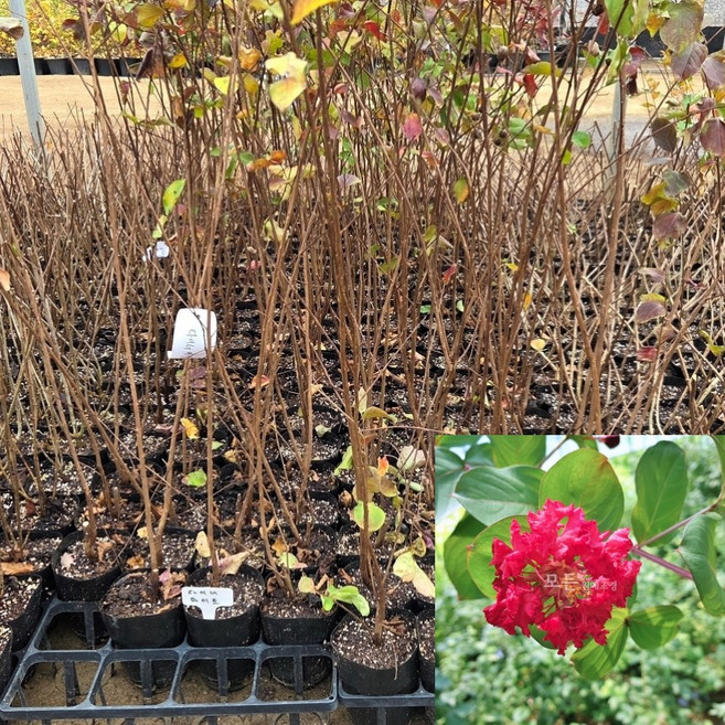 [모든원예조경] 배롱나무 묘목 (다이너마이트) 빨간색 포트묘 백일홍 관상수 꽃나무, 1개