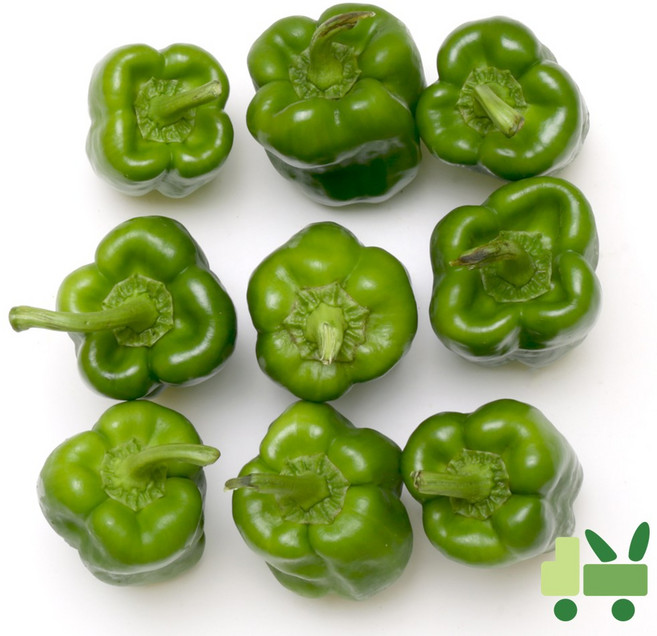 사라상회 청피망 10Kg (상), 1개