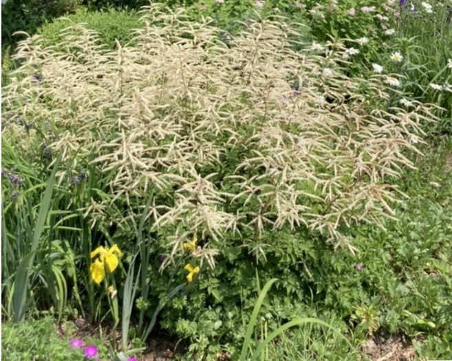 눈개승마씨앗 100립 삼나물 국내채종 채소 약초종자 주말농장 텃밭씨앗(WJ)