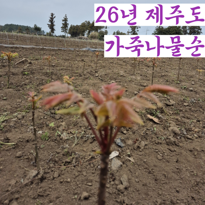 26년 제주 가죽나물 가죽나무 참죽나물 순, 1개, 1kg