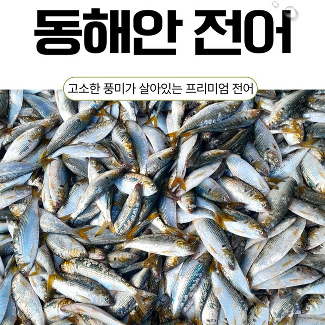 국내산 100% 동해안 산지직송 전어 (구이용), 1개, 1kg (4~5미)