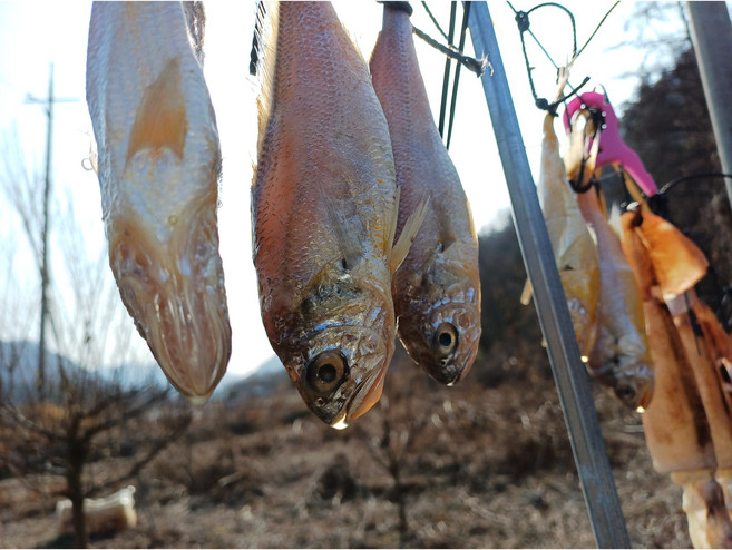 영광 서천 홍원항 서해안 반건조 참조기 25cm, 1개, 52g