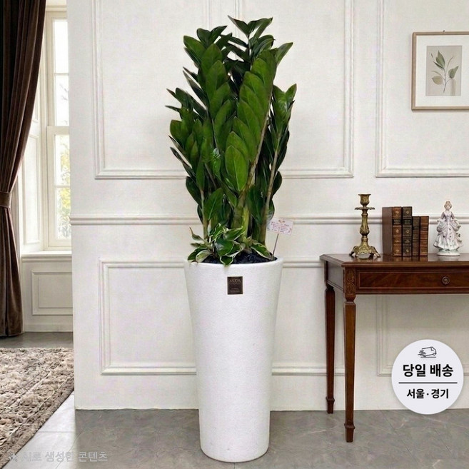 에코플랜트(서랍형받침증정+리본+당일배송) 금전수 개업 사무실 이전 병원 개원 식당 개업식 축하 화분, 01.금전수, 1개