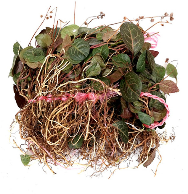 신선약초 국산 냉초 1묶음(약90g), 본상품선택, 1개