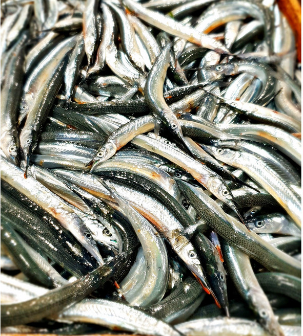 오늘 잡은 국내 자연산 학꽁치회 500g 1kg 초고추장 야채 세트, 1개