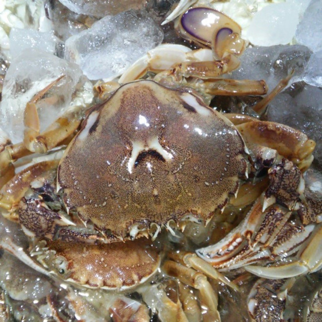 생물 황게(금게 방게) 깨다시 제주게 급냉 국내 10kg, 1박스, 120마리 내외(소소)