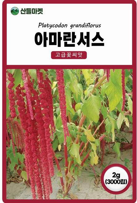 다농 아마란서스 씨앗 2g, 3개